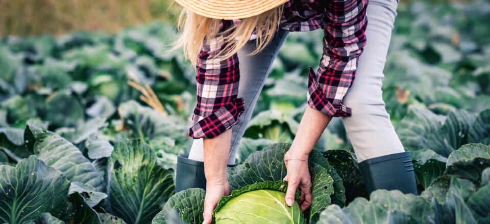 Høst naturens vitaminbomber og styrk immunforsvaret til den kommende vinter!